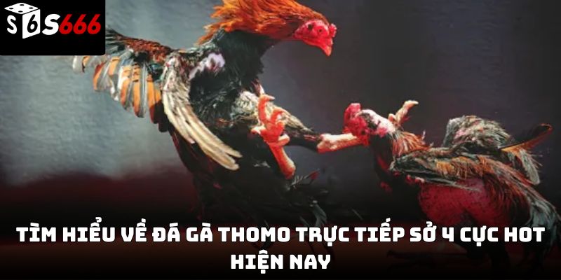  Đá gà thomo trực tiếp sở 4 S666 – Trải nghiệm chân thực 2026