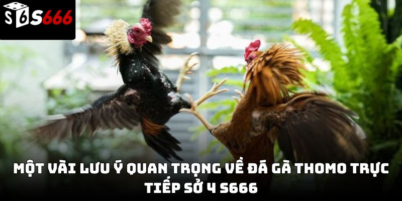  Đá gà thomo trực tiếp sở 4 S666 – Trải nghiệm chân thực 2026