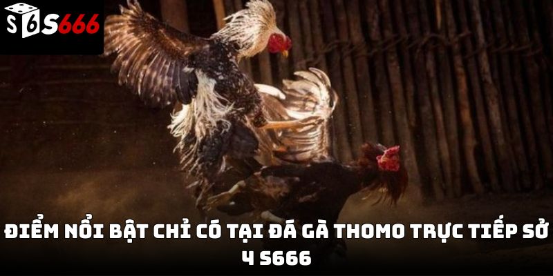  Đá gà thomo trực tiếp sở 4 S666 – Trải nghiệm chân thực 2026
