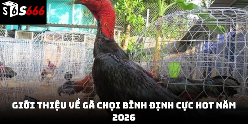 Gà chọi Bình Định S666 – Tinh hoa chiến kê đất võ
