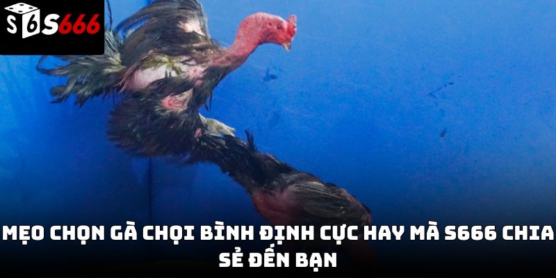 Gà chọi Bình Định S666 – Tinh hoa chiến kê đất võ